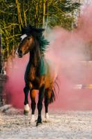 Vente de poney