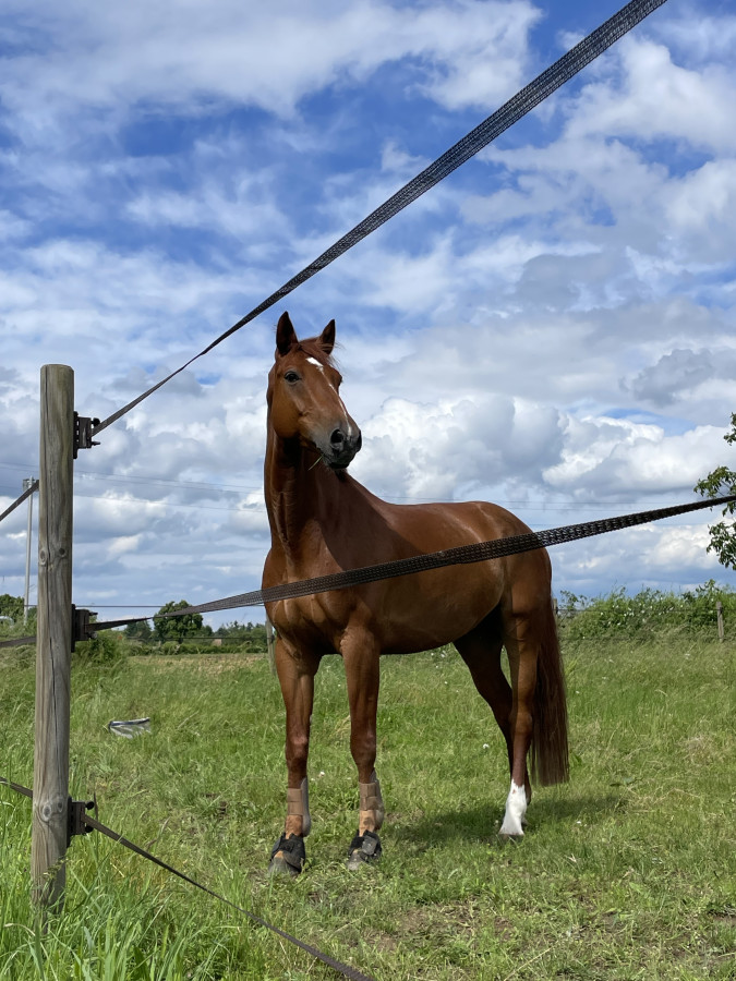 Vente de cheval : GREY DU CLOCHER 