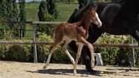 Vente de cheval : POURLAVIE DE BONNAIRE