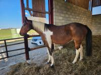 Vente de cheval : Mazikeen du Charmois