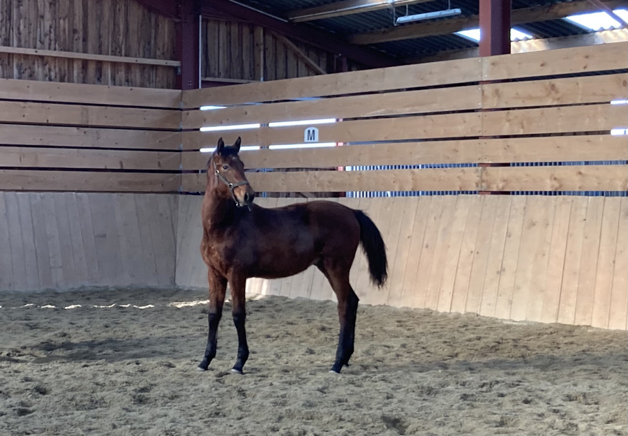 Vente de cheval : M COSMIC DES LOTUS