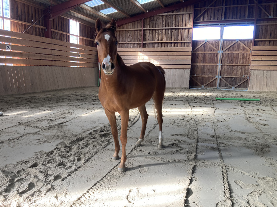 Vente de cheval : Lune Cosmic