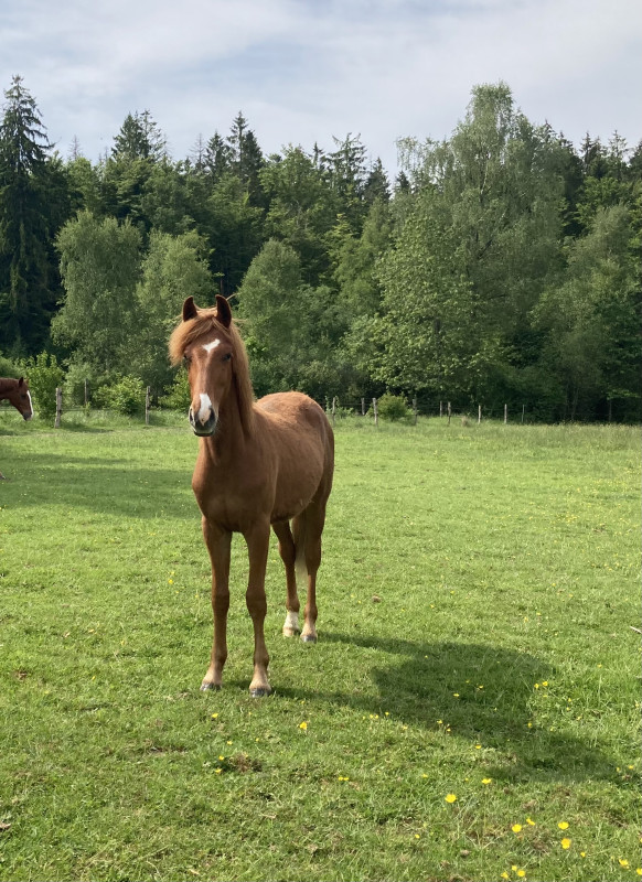 Vente de poney