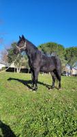 Vente de cheval : Loustik D'Alby