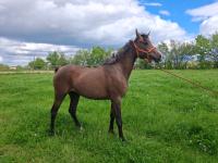 Vente de cheval : Nashira