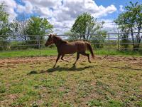 Vente de cheval : Lav'nir