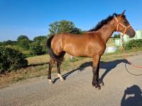 Vente de cheval : Phasia