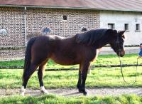 Vente de poney