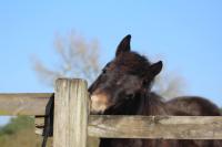 Vente de poney