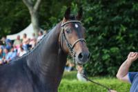 Vente de cheval : Kiki d'Aanjaca