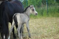 Vente de poney