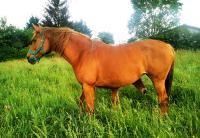 Vente de cheval : GAIA DE LA NAUZE