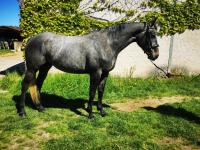 Vente de cheval : ILVANA DES PRES 