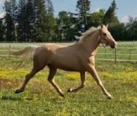 Vente de cheval : KOTON