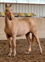 Vente de cheval : KOTON