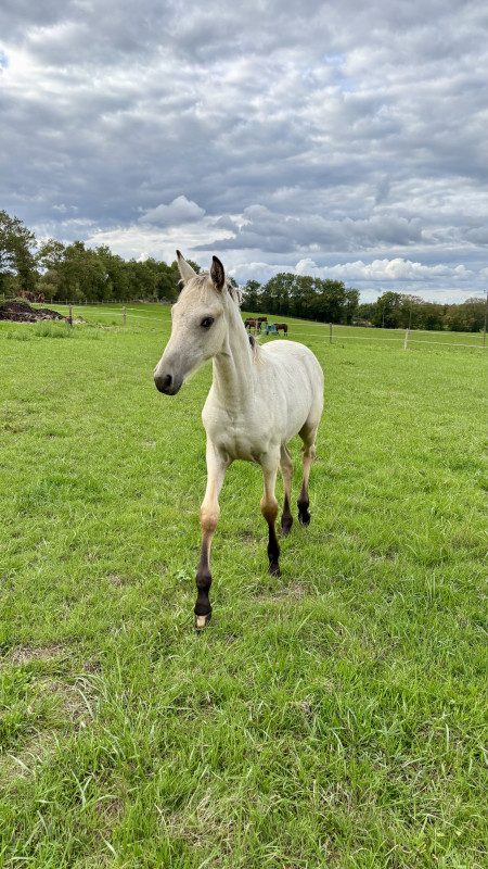 Vente de cheval : Pyrianka D?Isop