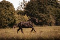 Vente de cheval : Overlord du Buat