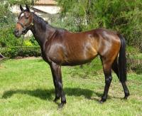 Vente de cheval : Hardrock Forez