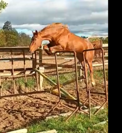 Vente de cheval : Jirocco Forez