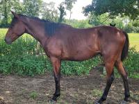 Vente de cheval : Nabuco
