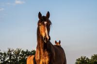 Vente de cheval : Larscar Forez