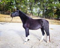 Vente de cheval : Dansa