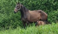 Vente de cheval : Iholdy d'Hulm