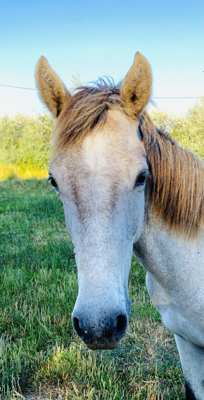 Vente de cheval : Oggar de Layalle 
