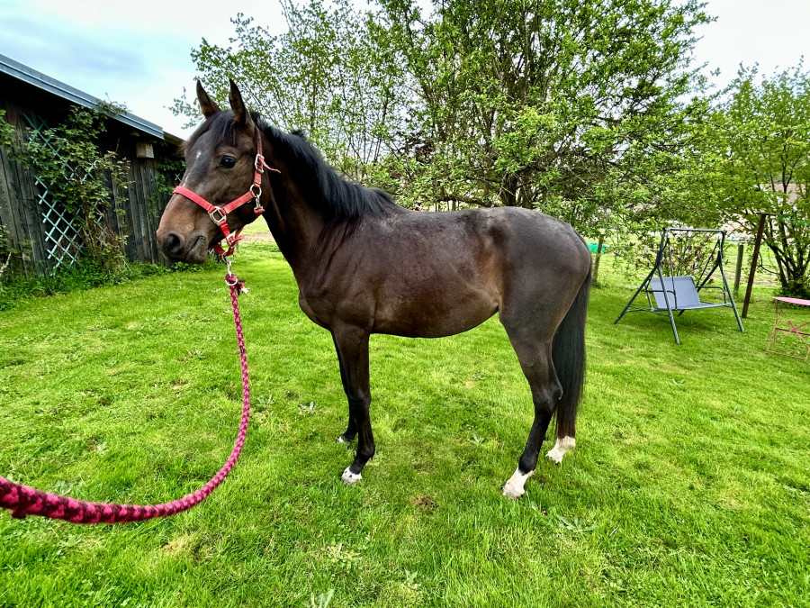 Vente de cheval : Nairobi Odaca