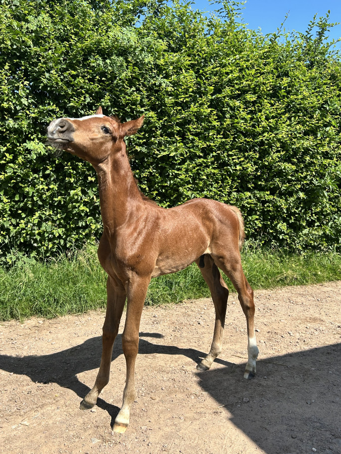 Vente de cheval : PAPEETE ODACA