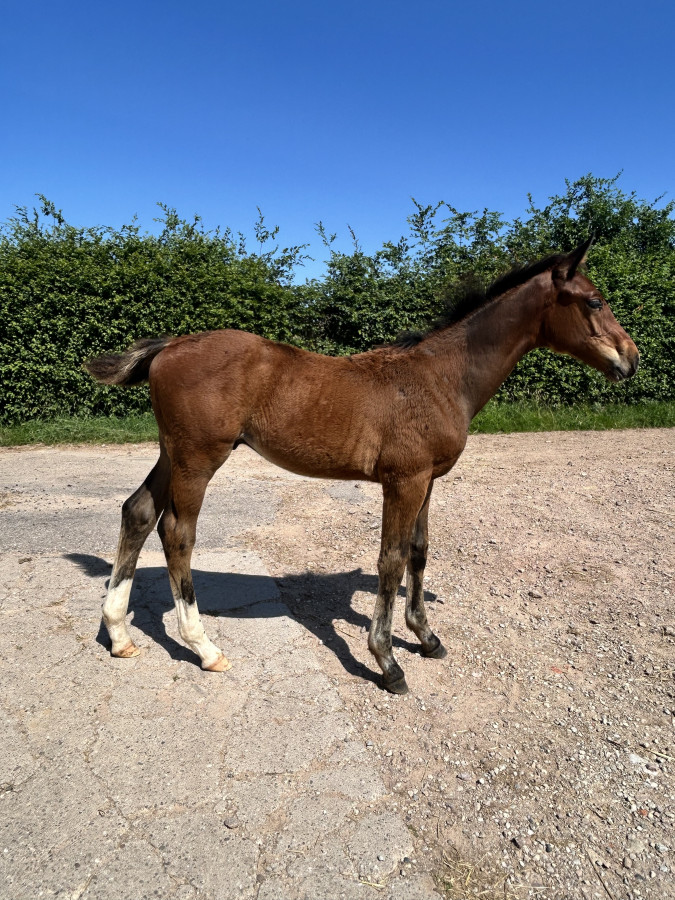 Vente de cheval : Praia Odaca