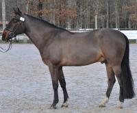 Vlashorst Arbalou