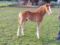 Vente de poney