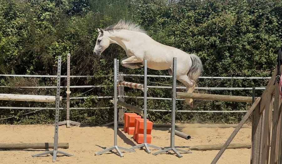 Vente de poney