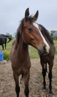 Vente de cheval : Manhattan du Rocher