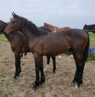 Vente de cheval : Michigan du Rocher