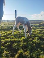 Vente de cheval : Pumpkin Little Blue AP