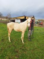 Vente de cheval : Originelle Old Der AP