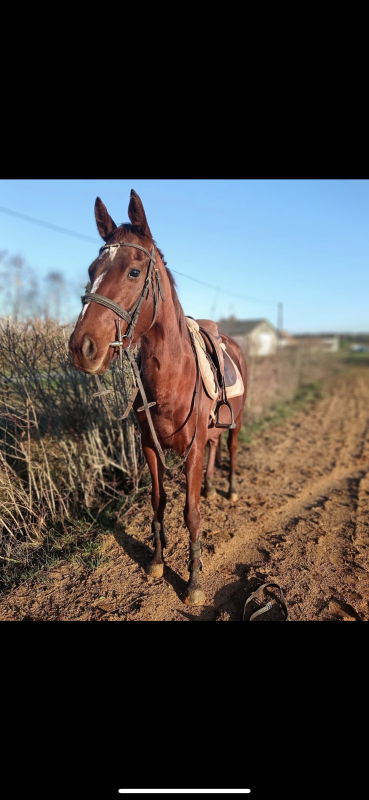 Cheval alezan brulé a vendre outlet