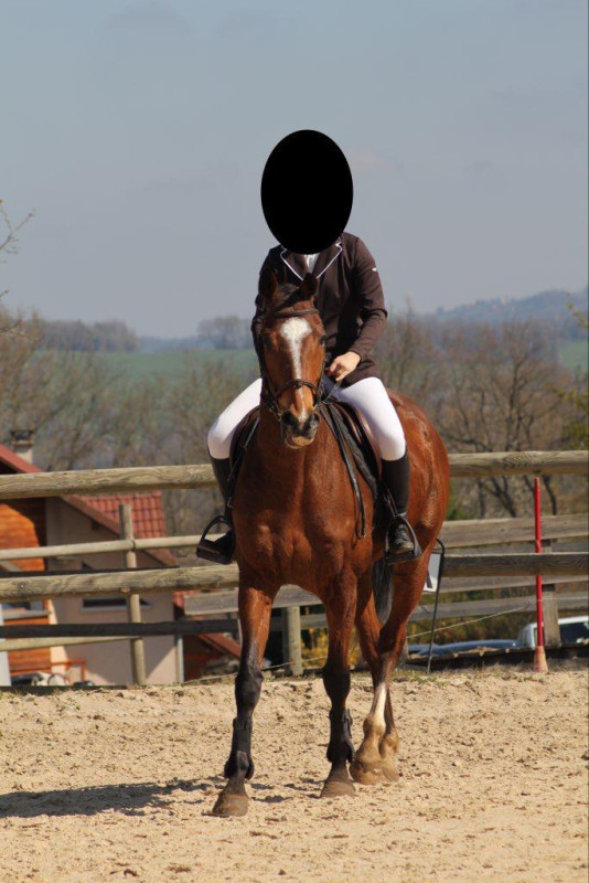 Vente de cheval : City de Champcourt