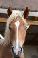 Vente de poney