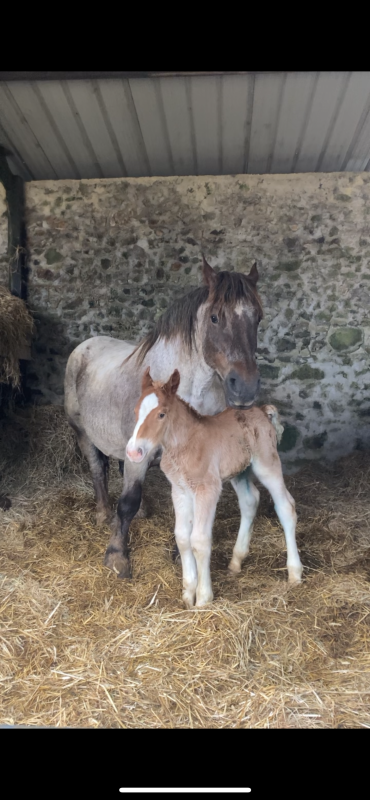 Vente de cheval :  PELLAN DE MARC'H ALLA