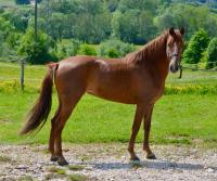 Vente de poney
