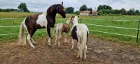 Vente de cheval : Miwa 