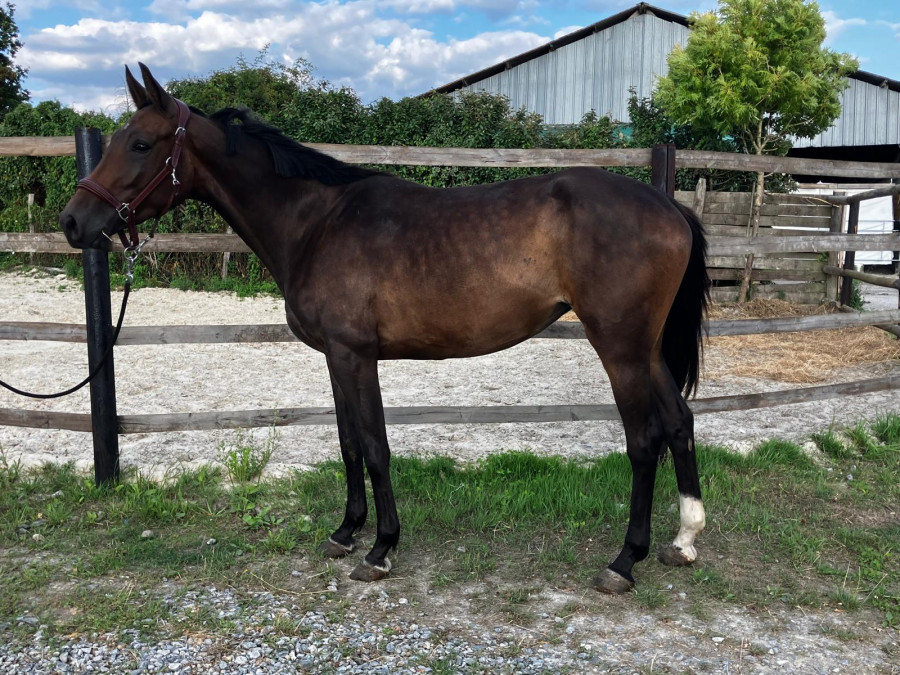 Vente de cheval : Ma coco