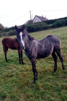 Vente de poney