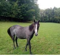 Vente de poney