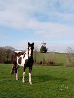 Vente de cheval : Maestro des Escures 