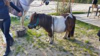 Vente de poney