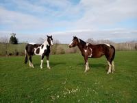Vente de cheval : Jazz des Escures 